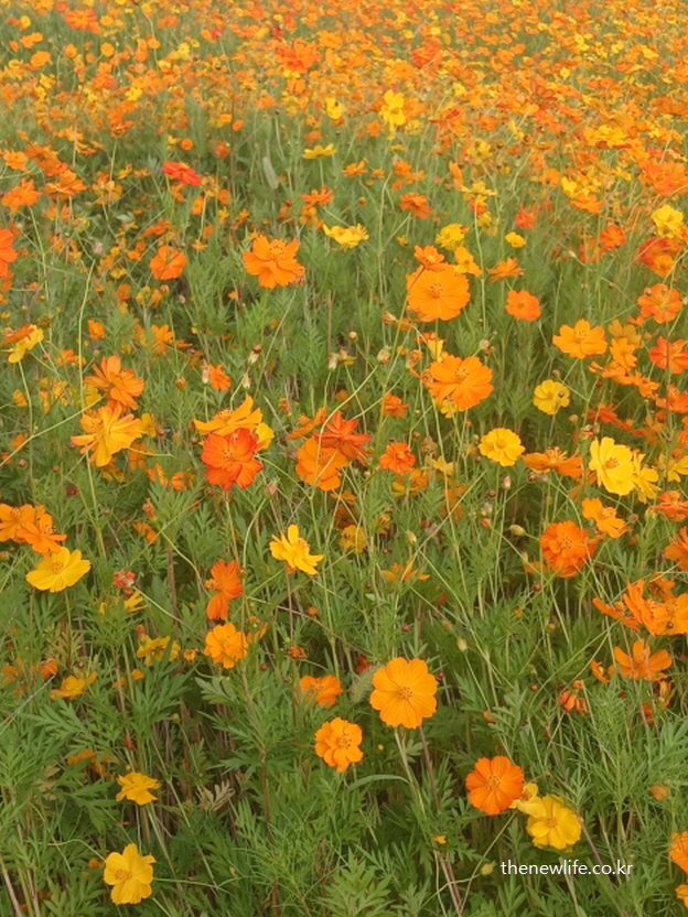 구리 한강시민공원에서 촬영한 황화 코스모스