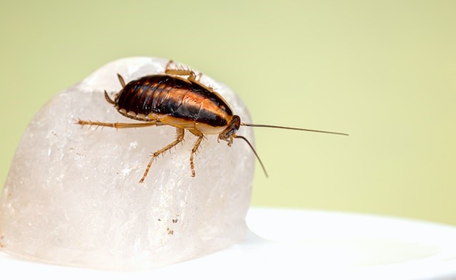 세스코 가정집 비용