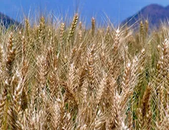 밀 재배 파종 밀도 월동 관리 도복 방지_3