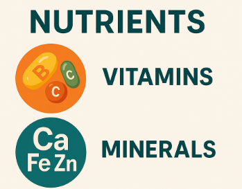 비타민, 미네랄 영양소