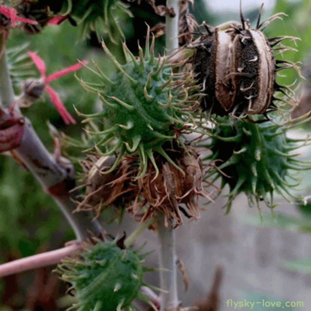 아주까리, 피마자