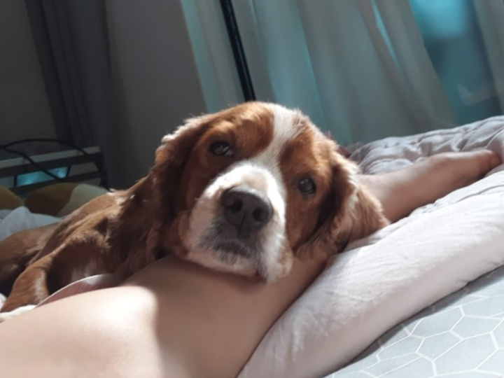 강아지 췌장염 증상