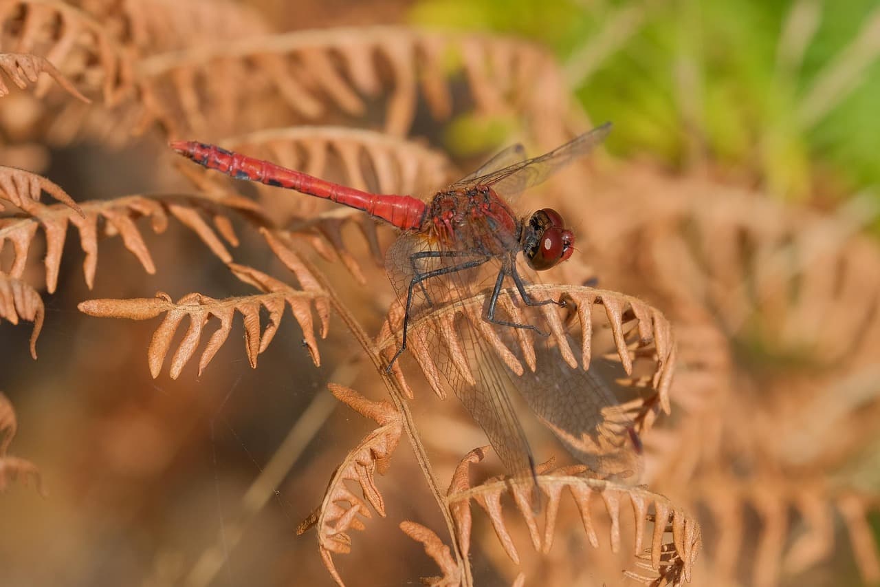고사리 실내 정원 공기 정화와 마음 건강을 지키는 초록 힐링 공간