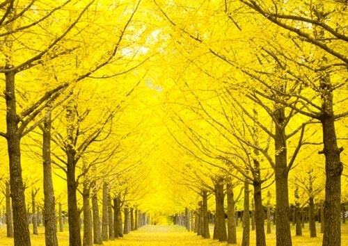 홍천 은행나무숲 (강원도)