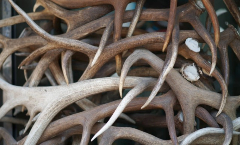 녹용 먹을때 주의점과 부작용