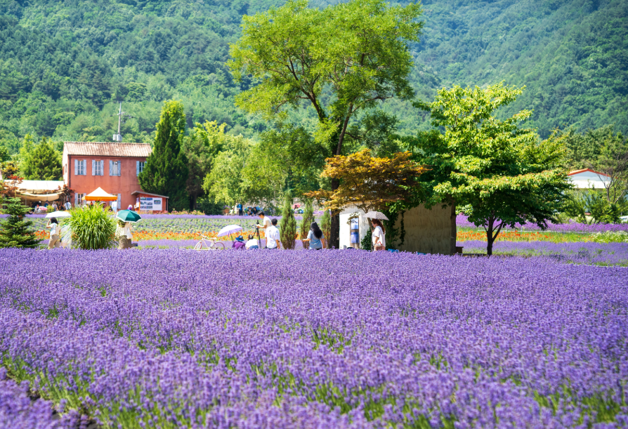 고성 하늬라벤더팜 라벤더
