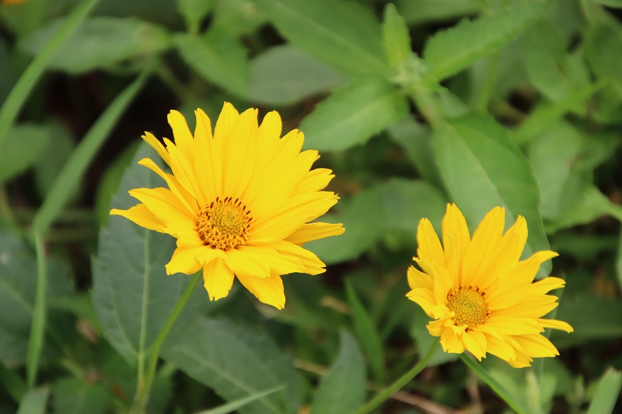 밀양 명례성지 금계국