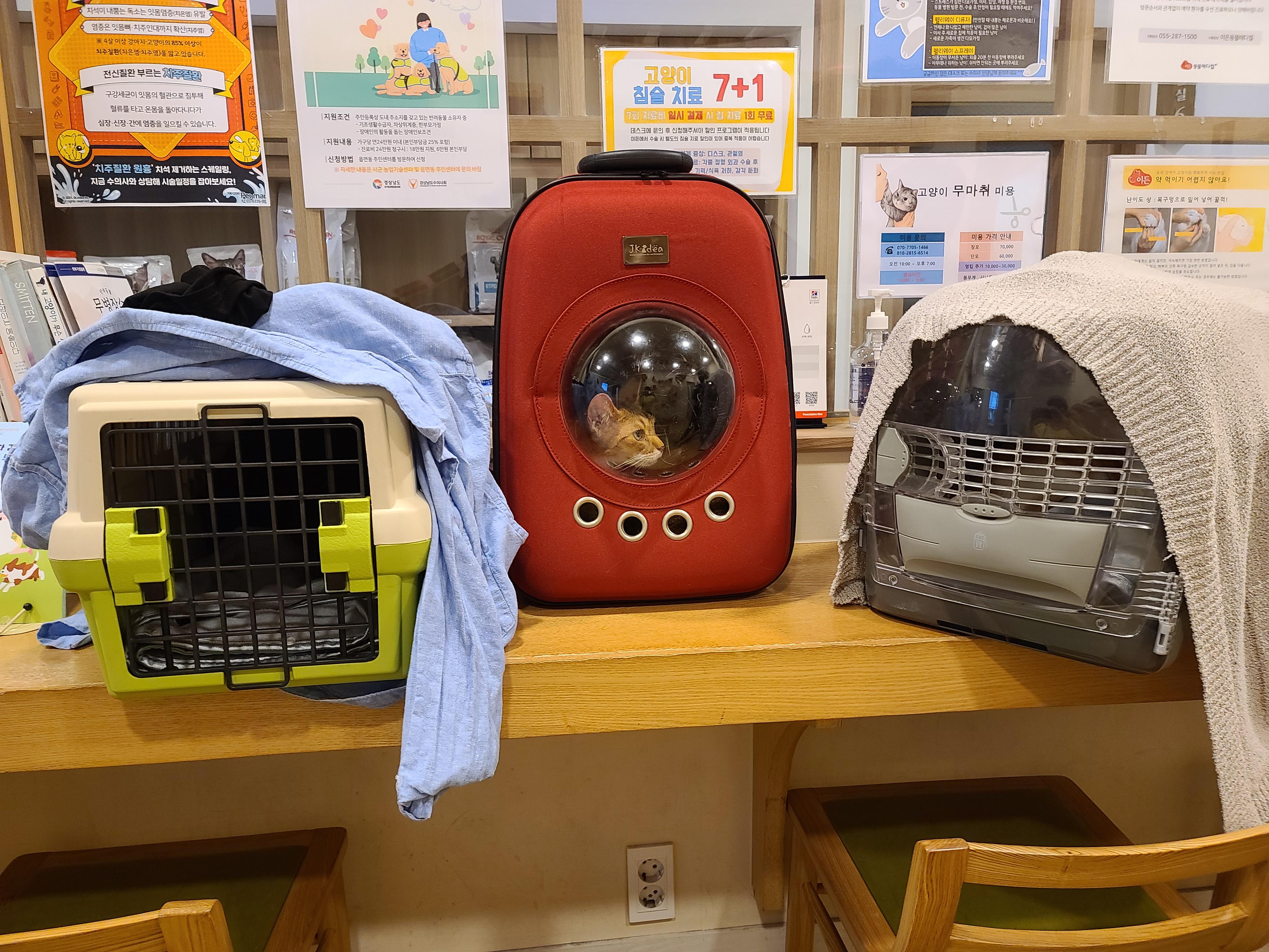 우리아이들의 이동장. 내가 써보니 안전하지 않은 이동장. 고양이들에게 꼭 필요한 안전한 이동장.