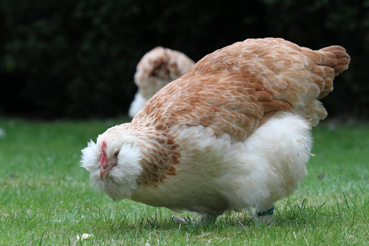 🐔 2025년8월닭띠운세