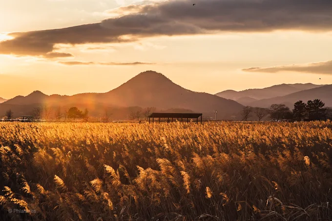 순천만습지갈대밭