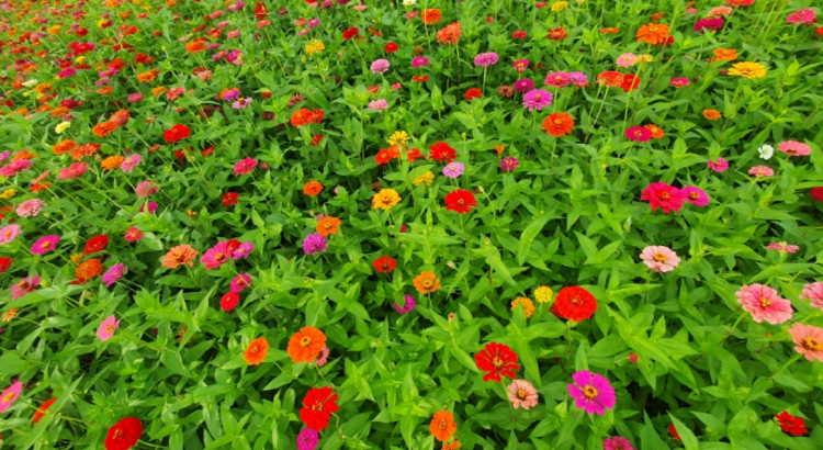 자라섬 꽃 페스타