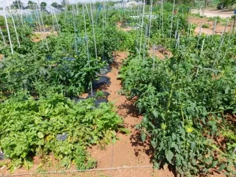 감자 수확시기 심는시기 효능 6월제철음식_7