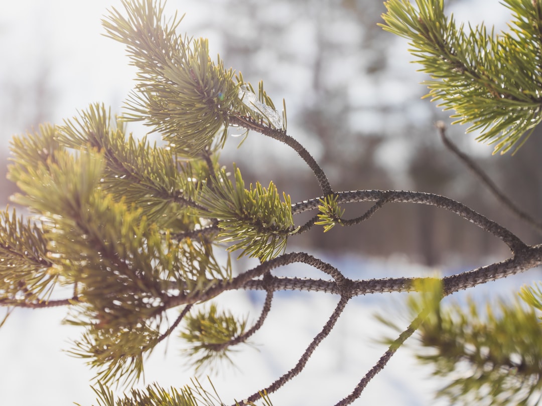 Pine tree