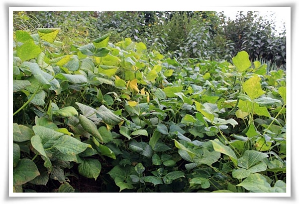 텃밭 "6월, 팥을 심어보세요!" 팥 한 줄 심고 건강과 행복은 두 배로!