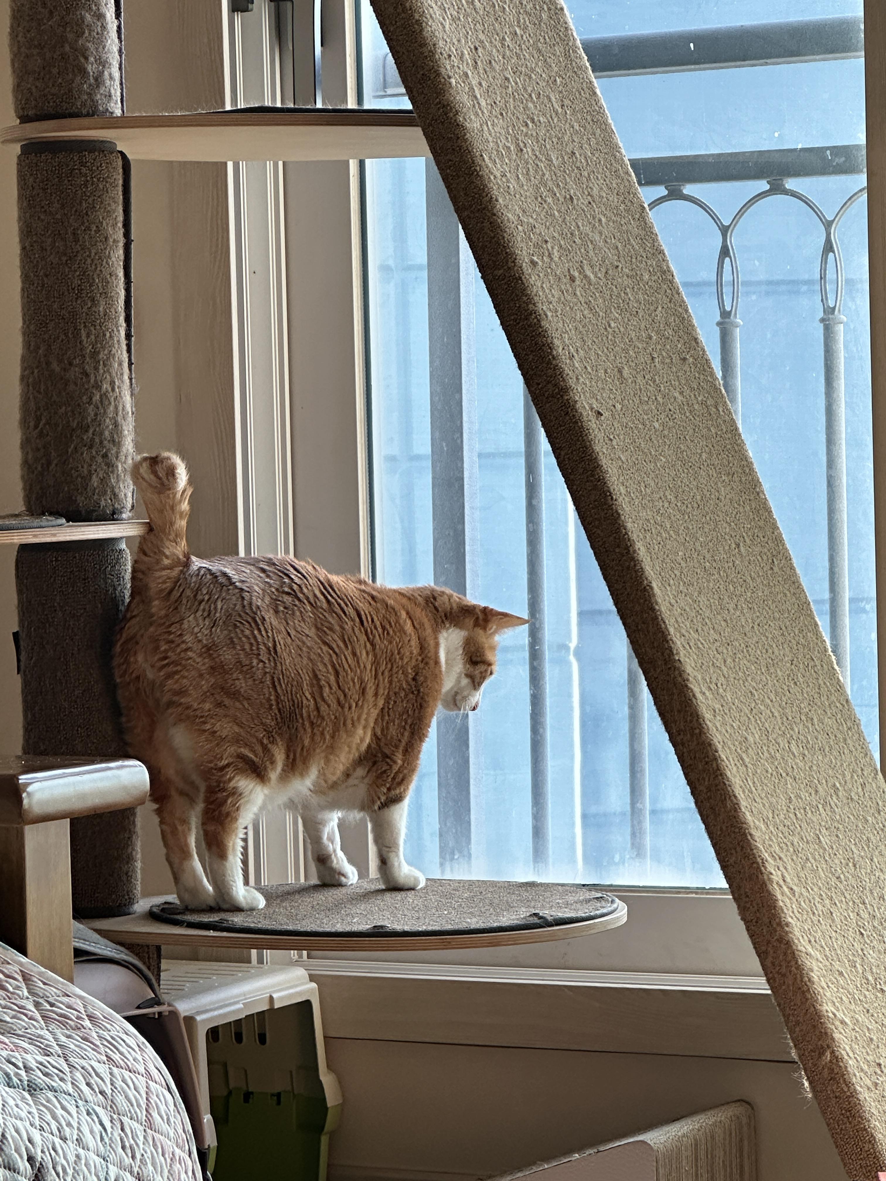 12월5일_창밖_구경하는_호야