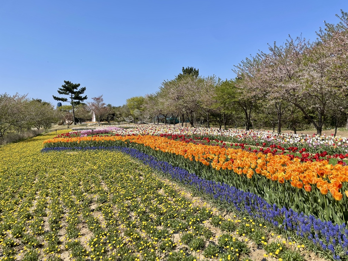 2025 태안 봄꽃 정원 기본정보