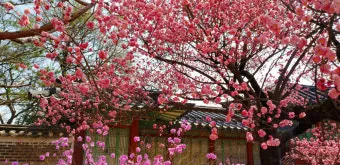 창덕궁 만첩홍매화 개화시기 명소_9