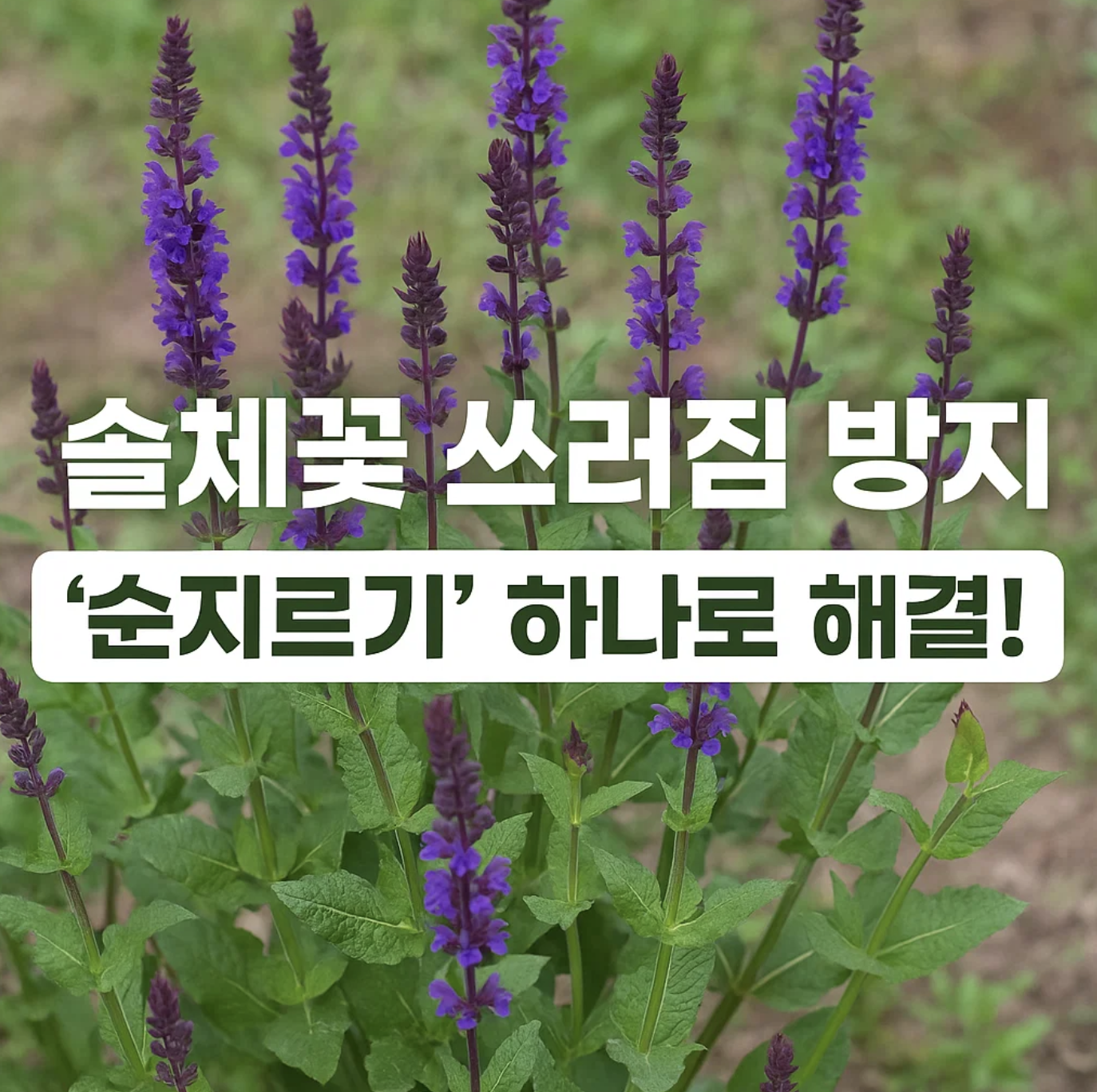 솔체꽃 쓰러짐 방지, '순지르기' 하나로 해결!