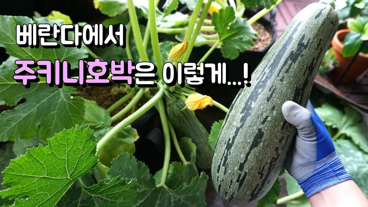 주키니 재배 모종 활착 순치기 수확 타이밍_3