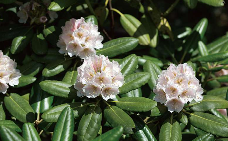 제이드가든 수목원