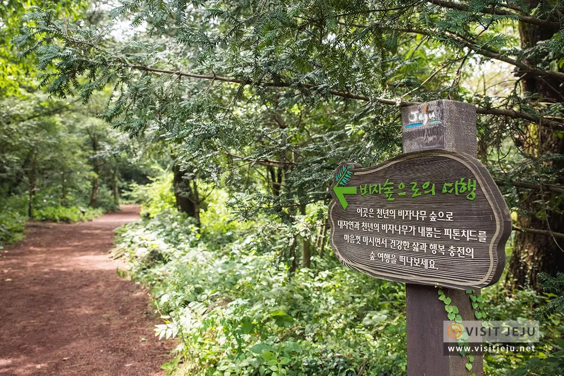 비자림 숲길의 햇살이 비치는 산책로 (출처: 제주관광공사 홈페이지)