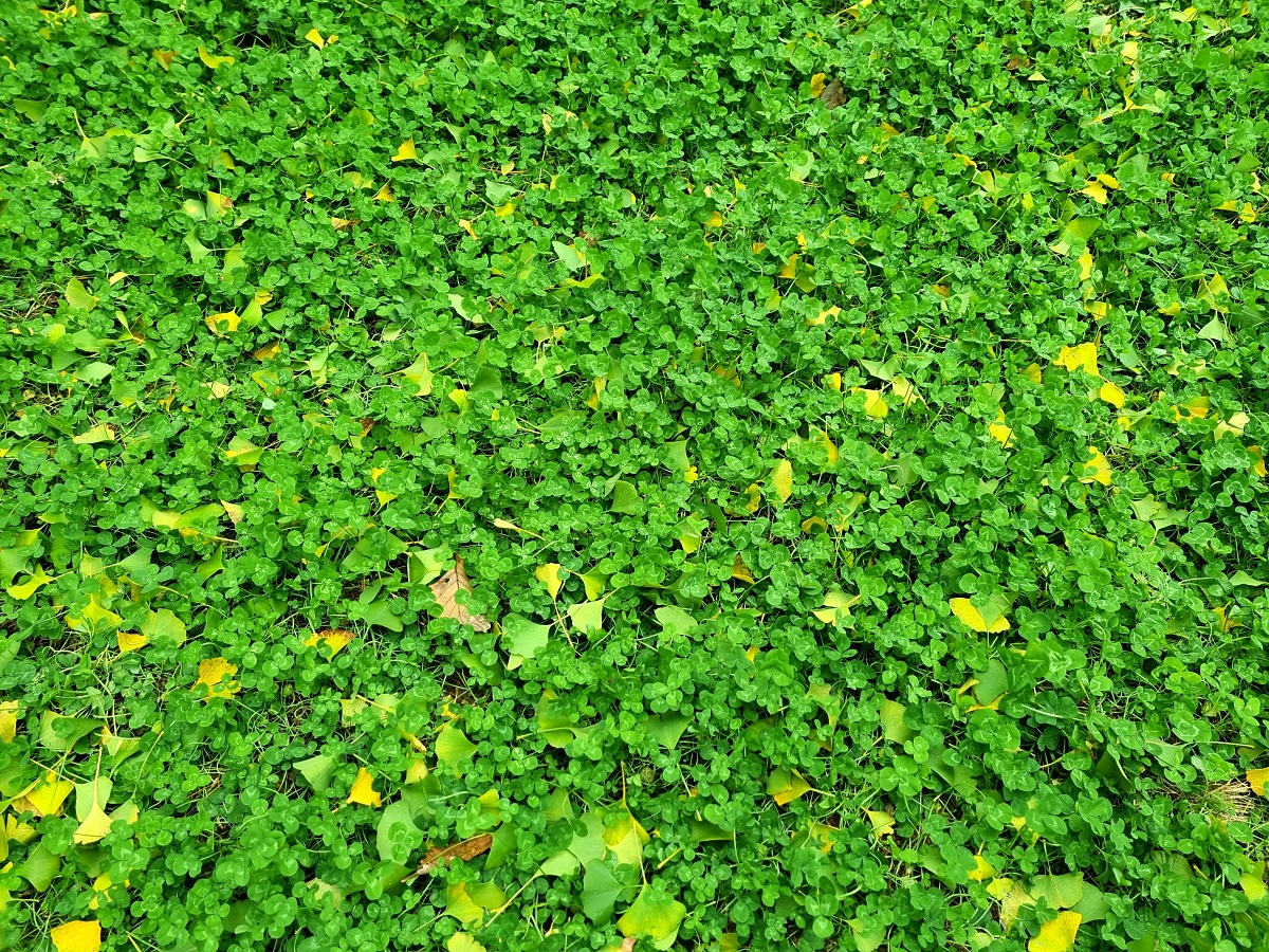 강원도 홍천 은행나무숲 방문 후기(10.23.): 단풍 확인 팁, 먹거리, 숙박