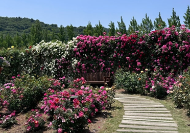 용인 에버랜드 장미축제2