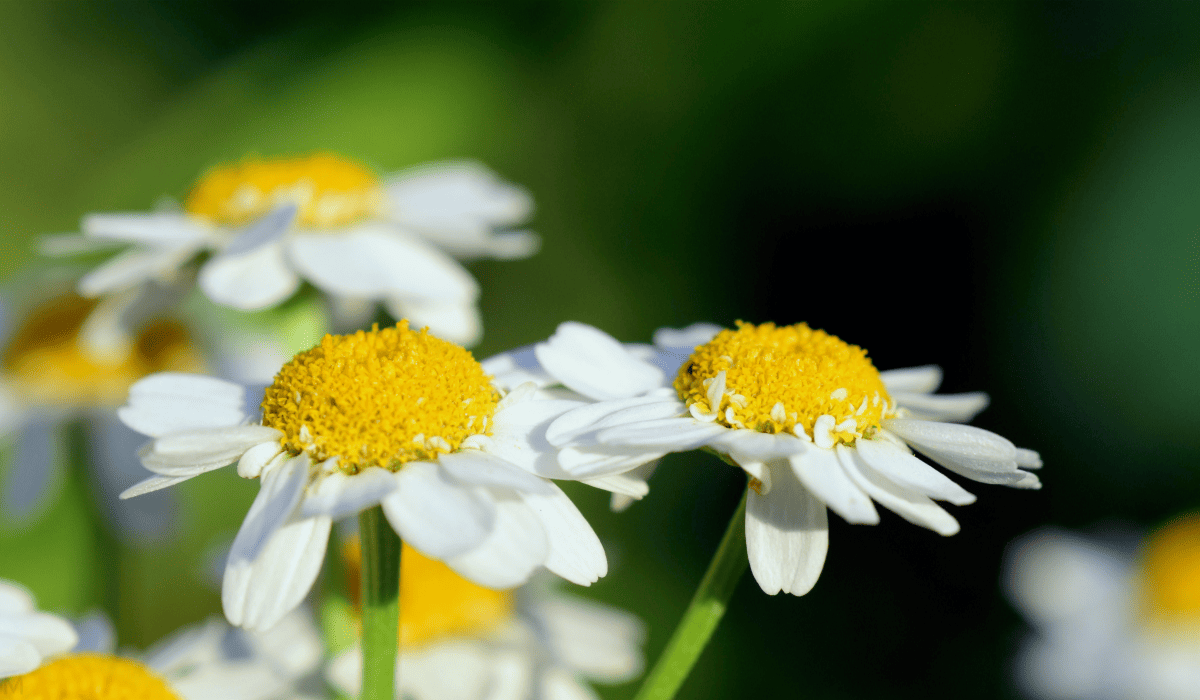 당뇨에_좋은_약초_19