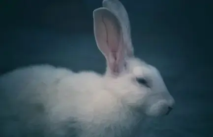 토끼 꿈해몽