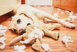 강아지가 물건을 물어 뜯은 모습