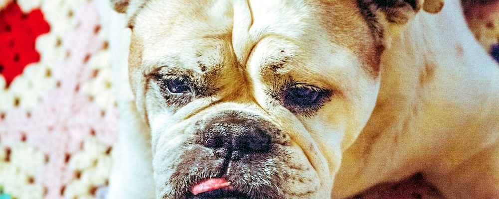 사료 급하게 먹는 강아지 12