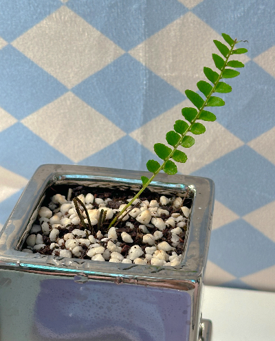 더피고사리 살리기