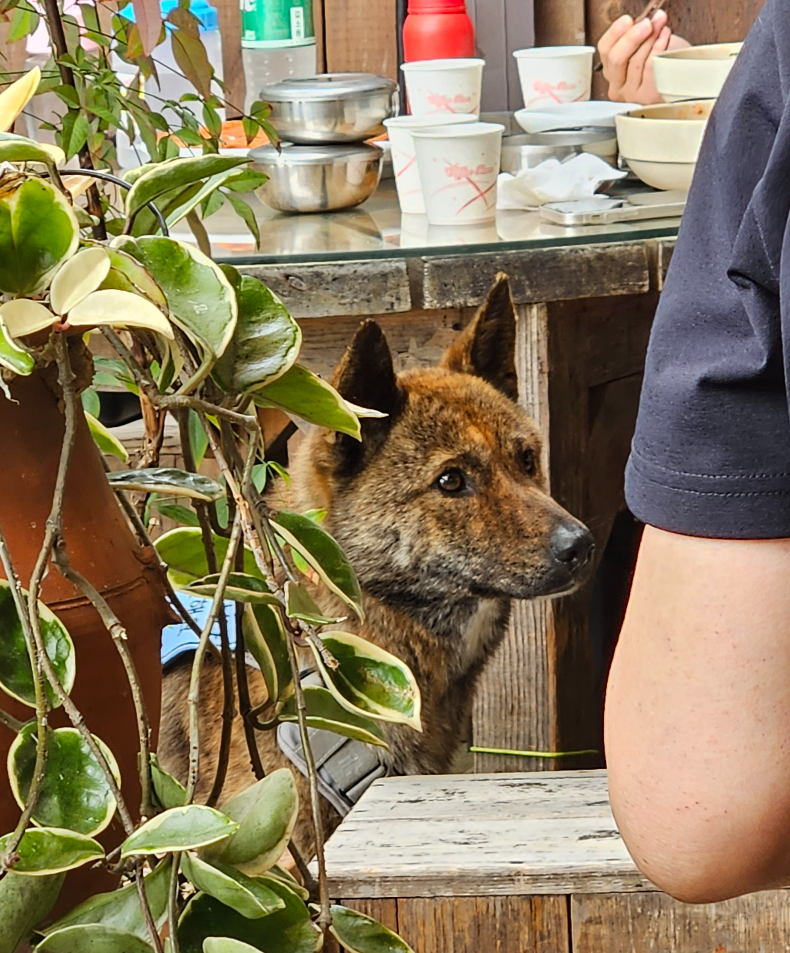 강화도 전등사 애견동반 반려동물동반 식당