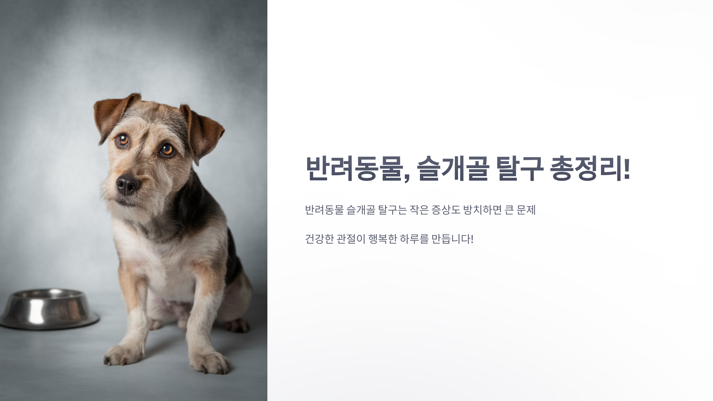 참조-반려동물,-슬개골-탈구-1