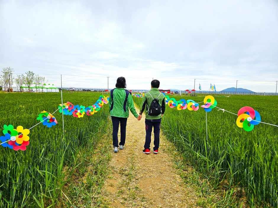 진봉새만금보리밭축제 2026 일정