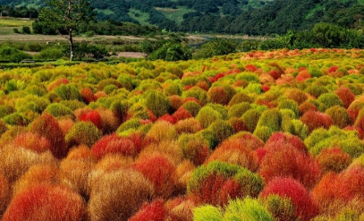 경기도 가을꽃 추천여행지 BEST 4