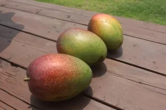 청귤 재배 어린 열매 솎기 착색 관리 저장 팁_9