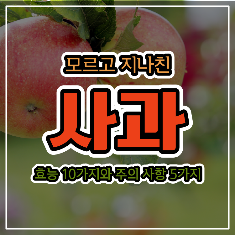 모르고 지나친 사과의 효능 10가지와 주의 사항 5가지