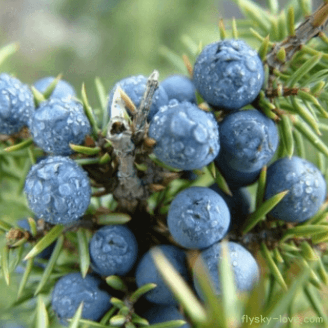 주니퍼베리 (Juniper berry)