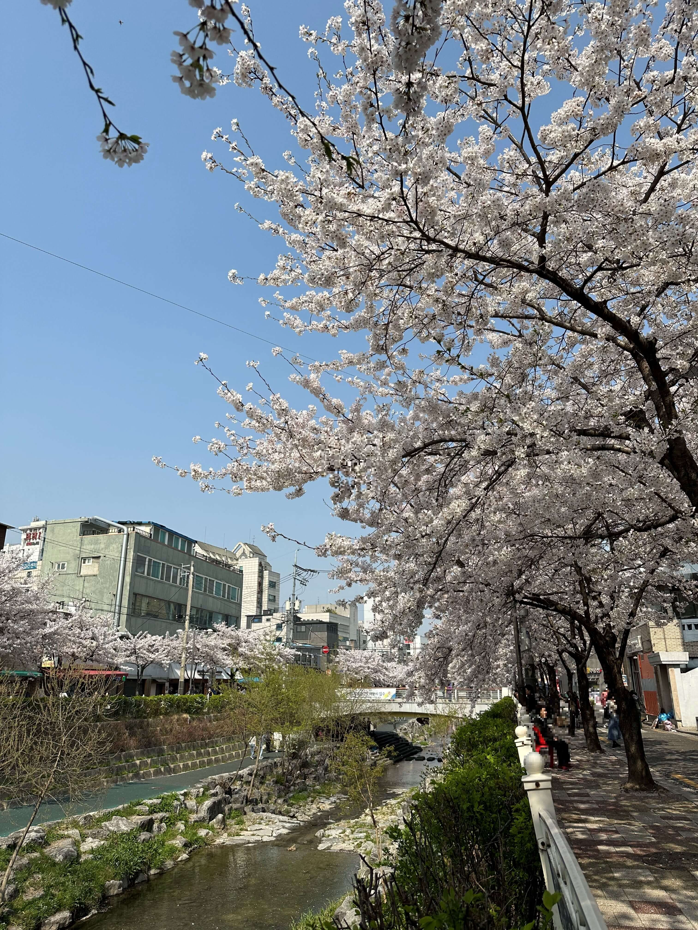 서울시내벚꽃명소 성북천에서 벚꽃놀이