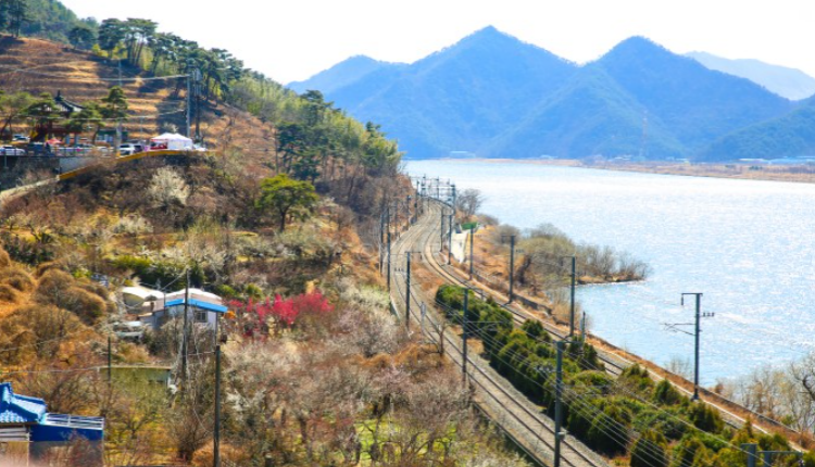 양산 원동 매화축제