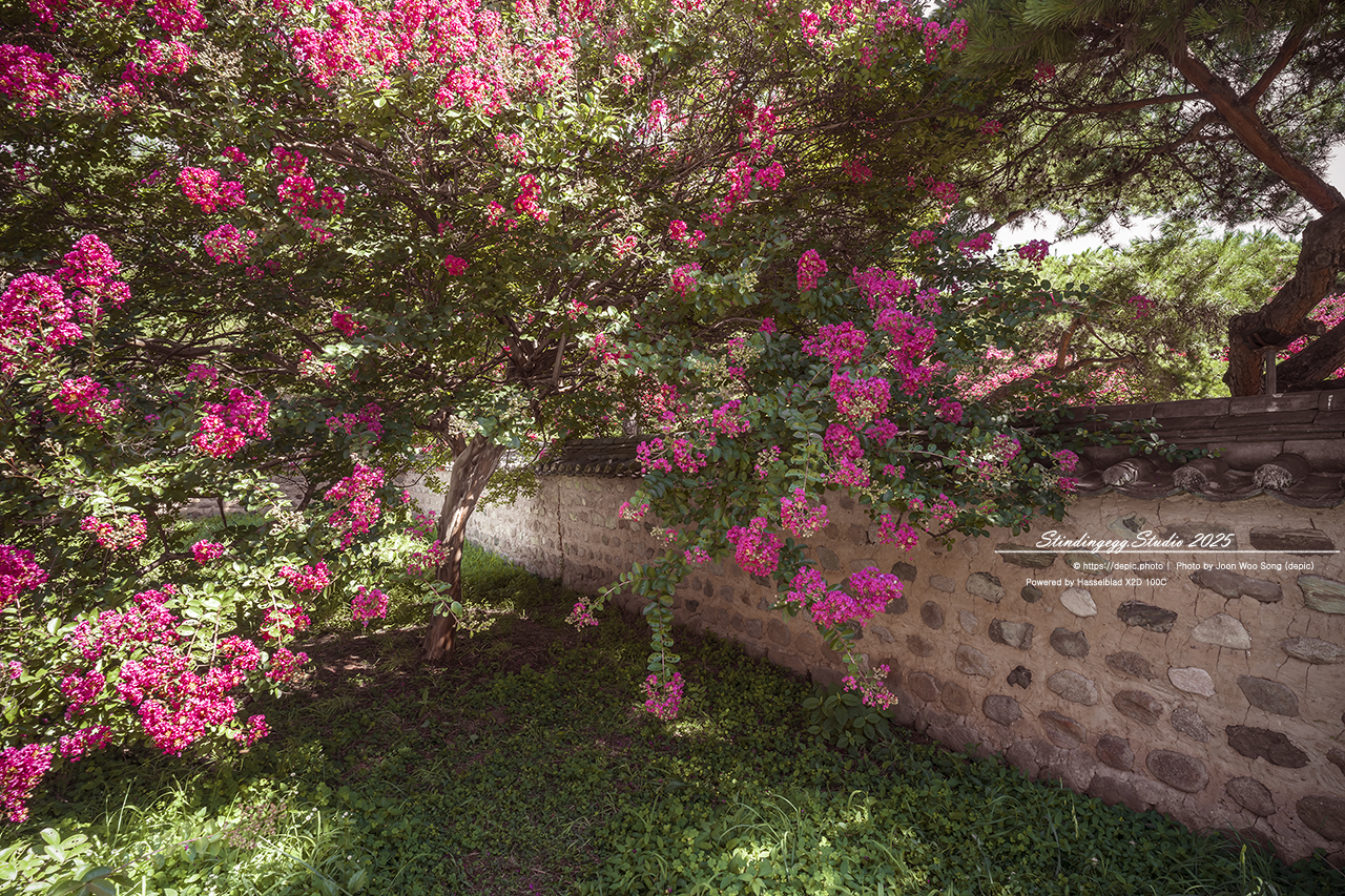 #대구 #신숭겸장군유적 #배롱 #꽃