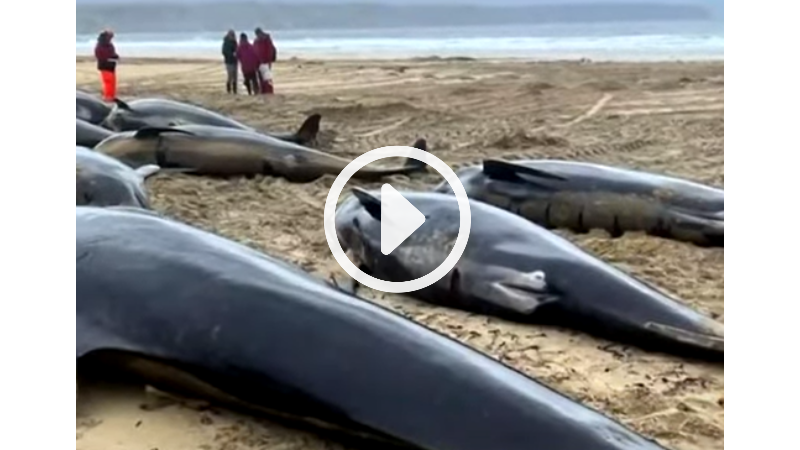 들쇠고래 집단폐사 현장 영상의 섬네일