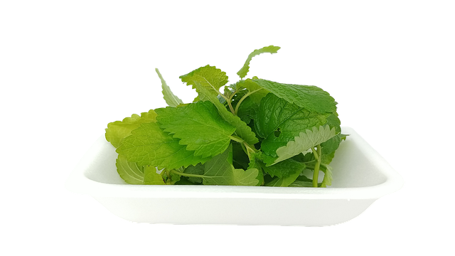 레몬밤에센셜오일