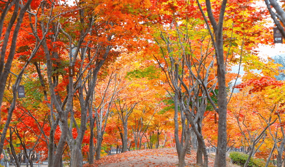 단풍구경-가볼만한-곳-남이섬