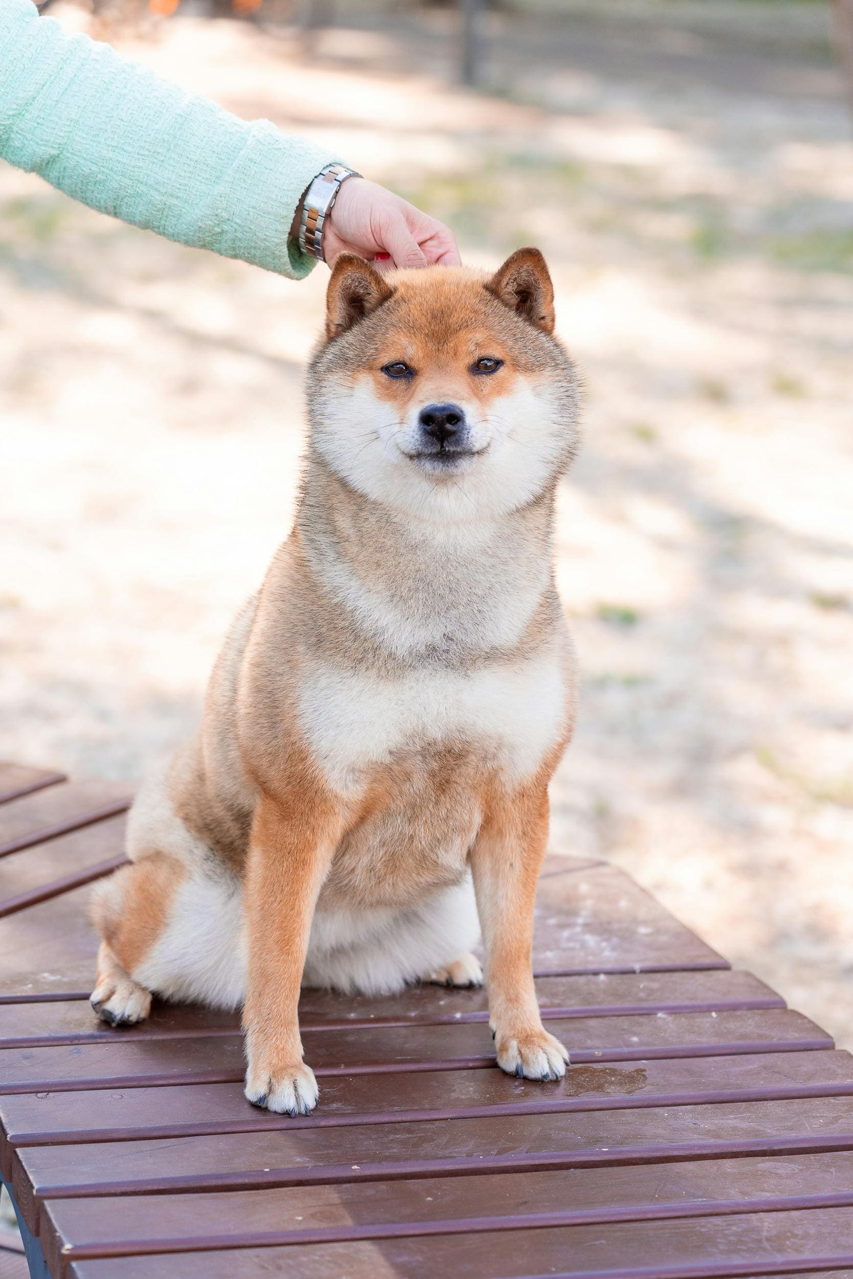 강아지 설사 원인