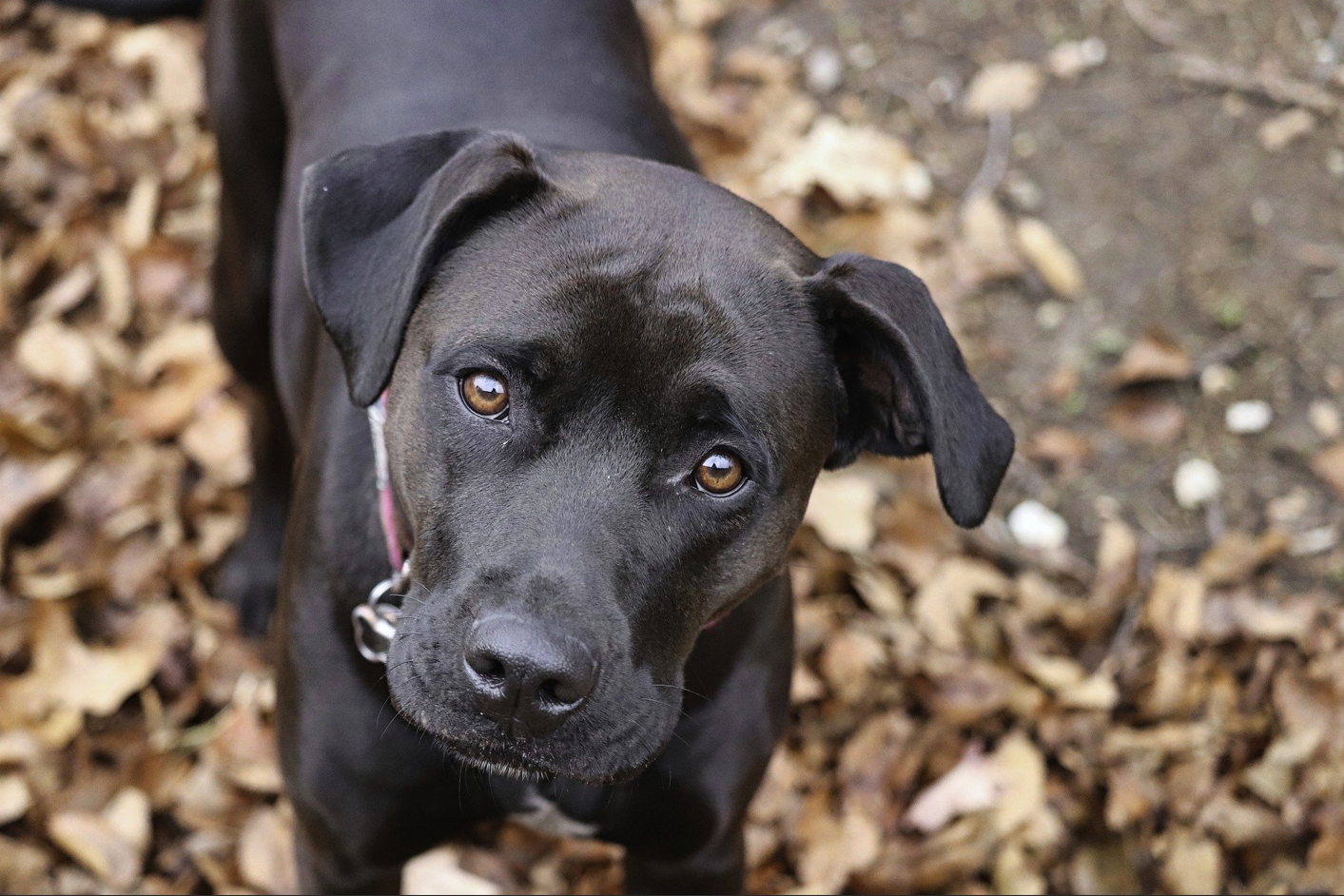 강아지 백내장에 좋은 음식 총정리: 예방부터 관리까지