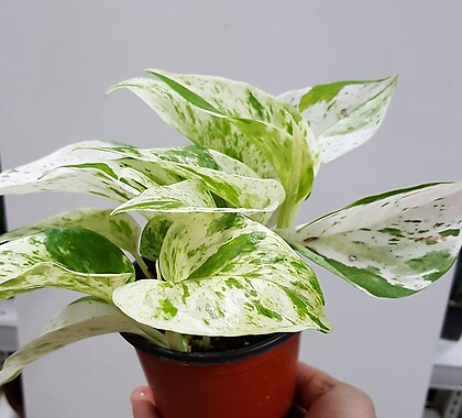 공기정화식물 스킨답서스 실내 공기 청정