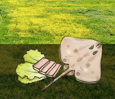 영산포 홍어축제