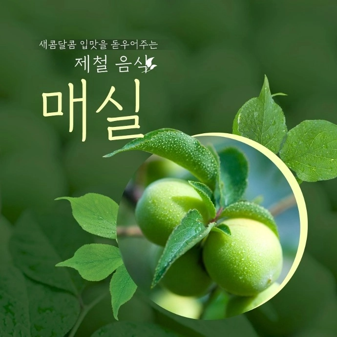 매실 흑매실 효능 매실짱아찌 매실청 만드는법